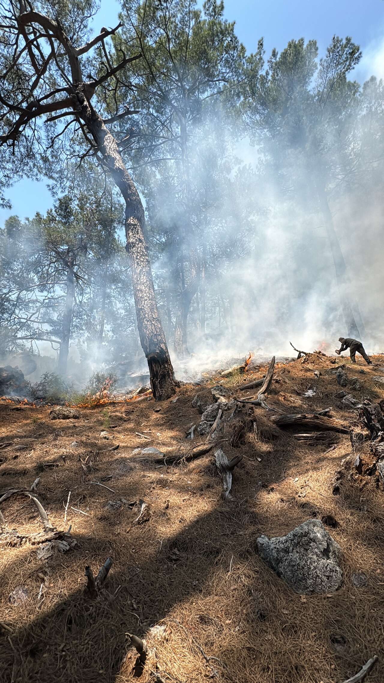 Muğla'da Yanan Araç Ormanı Tutuşdurdu 1